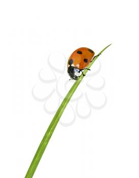 Royalty Free Photo of a Ladybug on a Blade of Grass