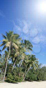 Royalty Free Photo of Palm Trees in Fiji