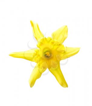Royalty Free Photo of a Daffodil