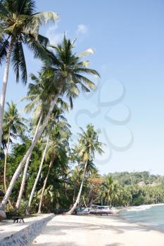 Royalty Free Photo of Palm Trees 