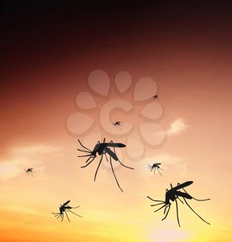 Royalty Free Photo of Mosquitos
