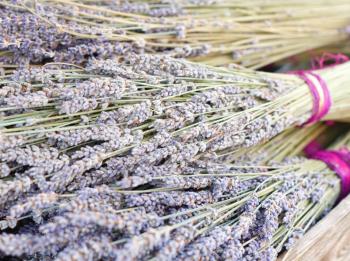 Royalty Free Photo of Lavender