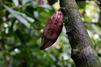 Royalty Free Photo of a Cacao Plantation