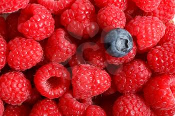 Royalty Free Photo of a Blueberry on Raspberries