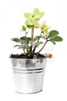 Royalty Free Photo of a Pot of Hellebores Flowers