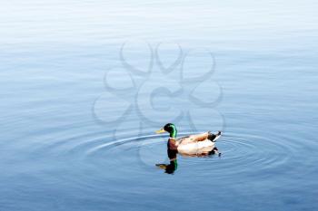 Royalty Free Photo of a Duck Swimming in Water