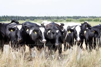 Royalty Free Photo of a Bunch of Cows