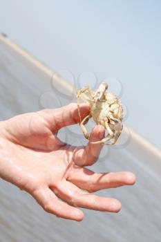 Royalty Free Photo of a Person Holding a Crab