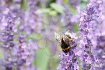 Royalty Free Photo of a Bumblebee on Lavender 
