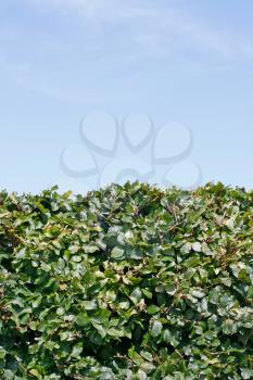 Royalty Free Photo of a Green Hedge