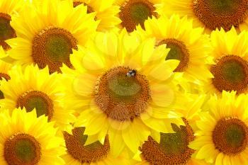 Royalty Free Photo of Sunflowers