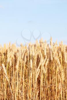 Royalty Free Photo of a Corn Field