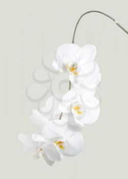 Royalty Free Photo of White Orchids