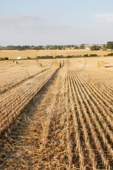 Royalty Free Photo of Bales of Straw in a Field