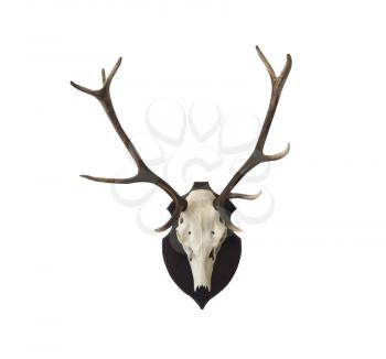 Antlers on white