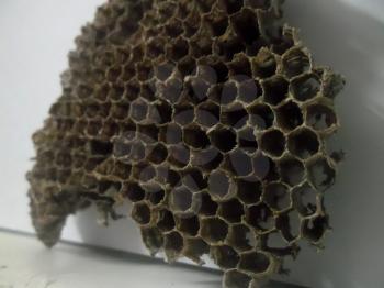 Hive Stock Photo