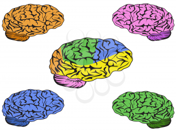 Royalty Free Clipart Image of Brains