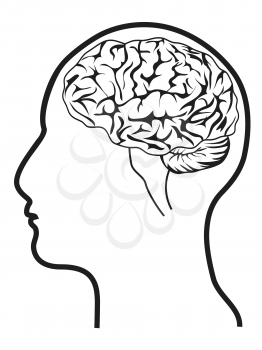 isolated human head with brain from white background