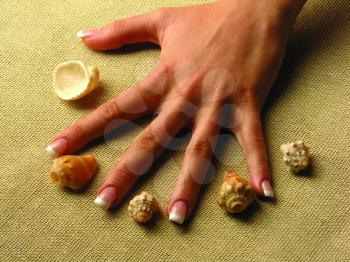 Royalty Free Photo of Hands and Seashells