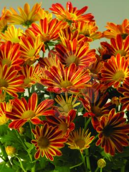 Royalty Free Photo of a Bouquet of Gazanias
