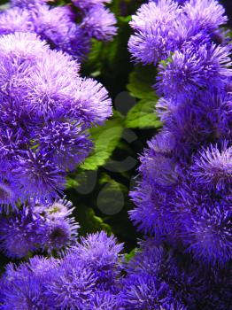 Royalty Free Photo of Purple Asters