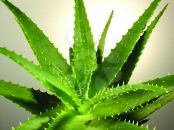 Royalty Free Photo of an Aloe Vera Plant