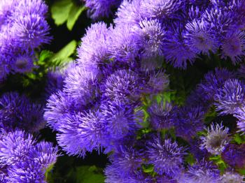 Royalty Free Photo of Asters