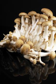 bunch of fresh mushrooms over black reflective surface  background