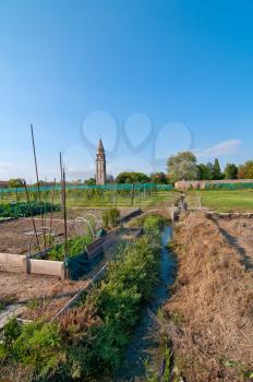 Venice Burano Mazorbo vineyard with campanile  belltower of Saint Caterina on the background