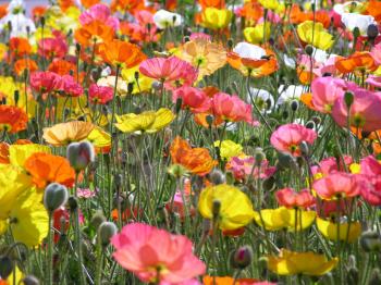 Royalty Free Photo of a Field of Flowers