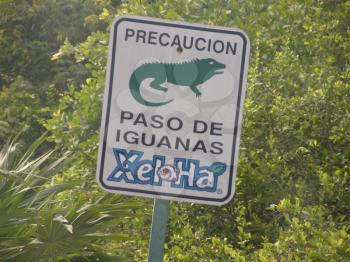 Royalty Free Photo of an Iguana Crossing Sign