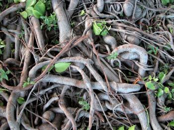 Royalty Free Photo of Roots and Vines