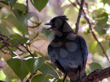 Royalty Free Photo of a Bluejay