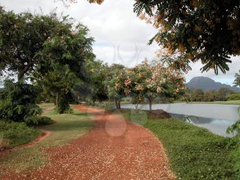 Royalty Free Photo of a Petal Covered Path in Kauai 