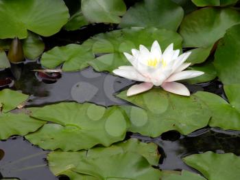Royalty Free Photo of a Water Lily 