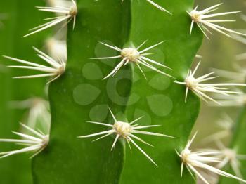 Royalty Free Photo of a Cactus