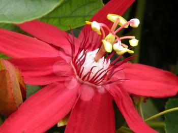 Royalty Free Photo of a Red Passion Flower
