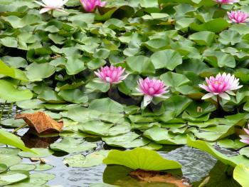 Royalty Free Photo of a Pond With Lilypads