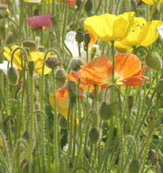 Royalty Free Photo of a Bunch of Poppies