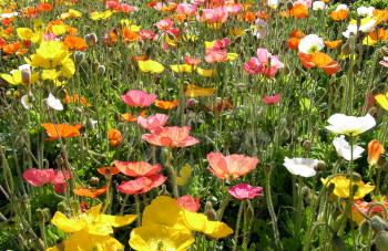 Royalty Free Photo of a Field of Blooming Poppies