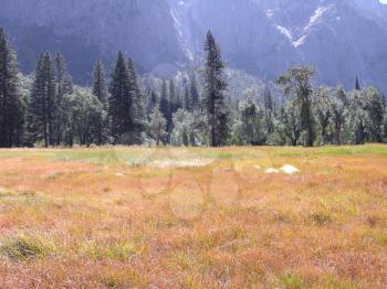 Royalty Free Photo of a Grassy Meadow In Yosemite Valley