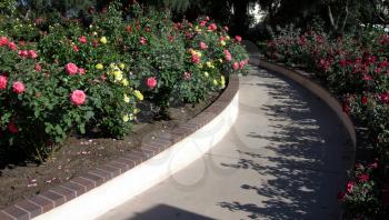 Royalty Free Photo of a Rose Garden