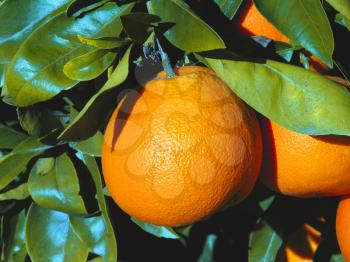 Royalty Free Photo of Oranges Hanging in a Tree