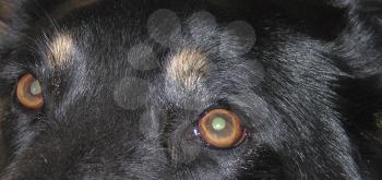 Royalty Free Photo of a Dog's Eyes