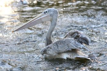 Royalty Free Photo of a Grey Pelican