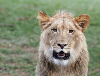 Royalty Free Photo of a Lion
