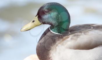 Royalty Free Photo of a Duck