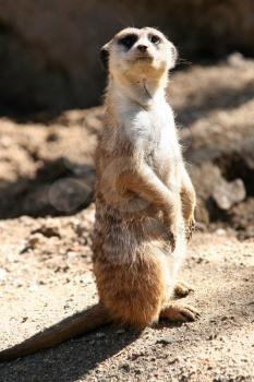 Royalty Free Photo of a Meerkat