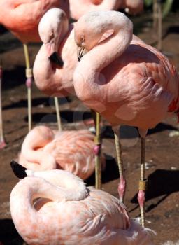 Royalty Free Photo of Pink Flamingos 