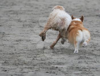 Royalty Free Photo of Two Dogs Playing